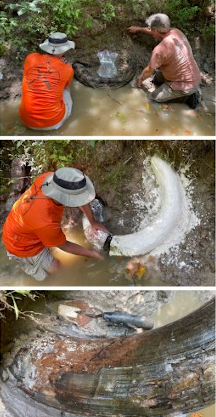 Researchers carefully remove clayey sand by hand to expose tusk in entirety